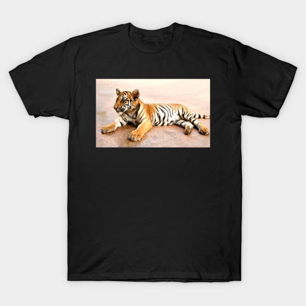 Tiger Cub Lying Down, Thailand T-Shirt by Carole-Anne